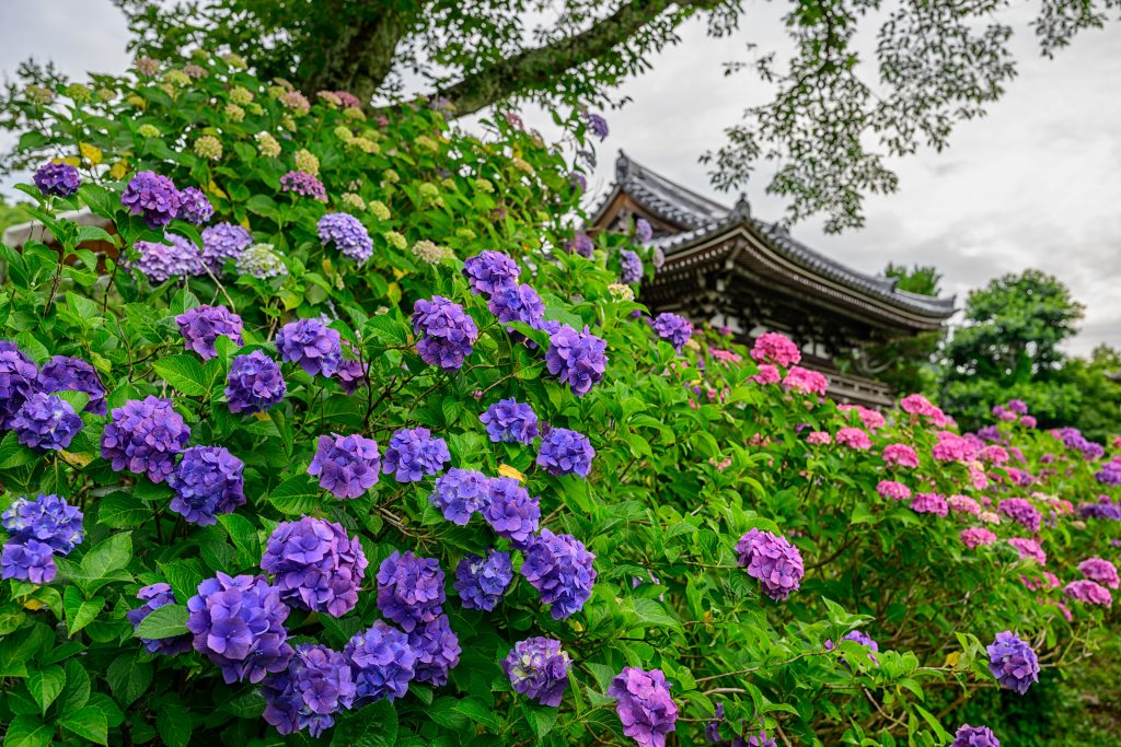 写真：福知山市観音寺のあじさい